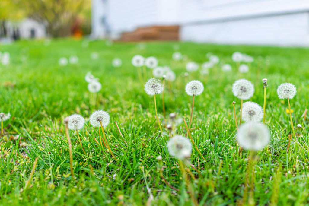 How To Get Rid Of Weeds In Your Lawn Tegrity Lawn Care