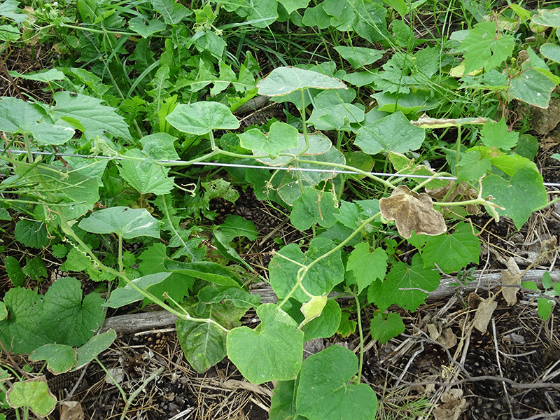 Understanding Different Weeds A Comprehensive Guide To Common Weed Types Tegrity Lawn Care 2930